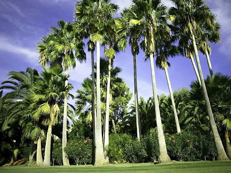 Don Carlos Resort & Spa
